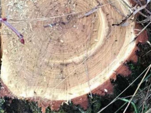 Трое сотрудников "Криворожского лесхоза" пойдут под суд за незаконную вырубку леса