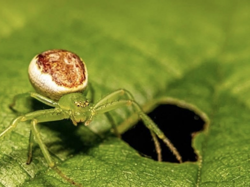 Фото Дніпропетровської обласної ЦКПХ 
