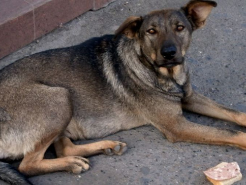 Полиция напомнила жителям Кривого Рога об уголовной ответственности за издевательство над животными