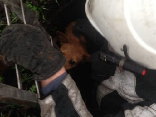 В Кривом Роге спасатели достали собаку из коллектора (фото)