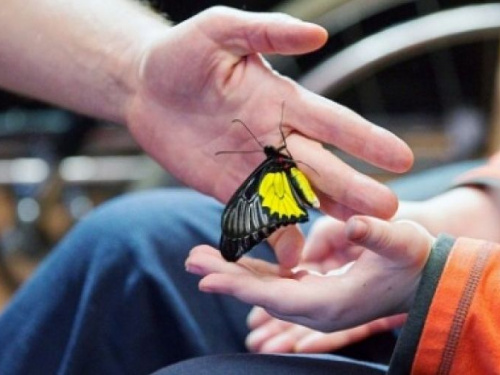 В Кривом Роге семьям, где воспитываются дети с инвалидностью, выплатят по 5 тысяч гривен