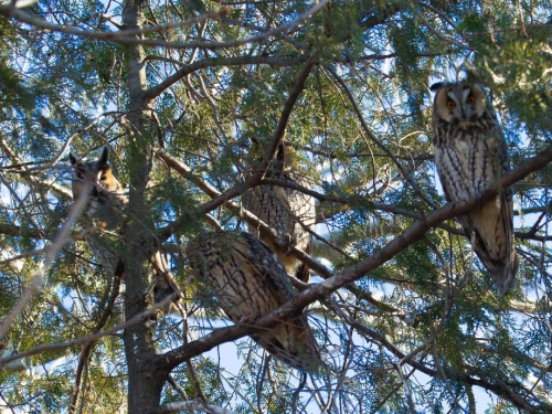 На Криворіжжі помітили вухатих сов - фотофакт
