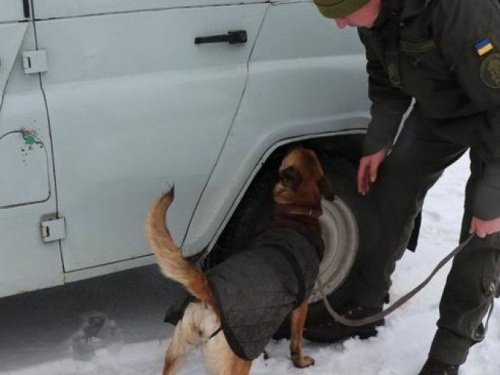 Нацгвардейцы Кривого Рога проверили умения и навыки своих поисковых собак (фото)