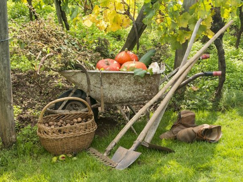 Вересневий сад та город: сприятливі дні для посадки та догляду - фото з відкритих джерел