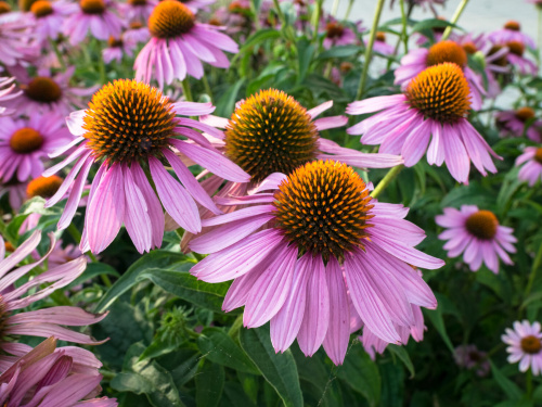 Яскравий акцент для клумби: що обрати і посадити у березні - фото з відкритих джерел