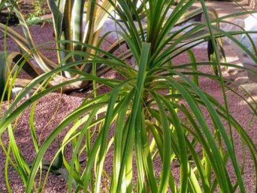 Новый подход и дизайнерские решения: криворожан приглашают в выставочный зал ботанического сада (фото)