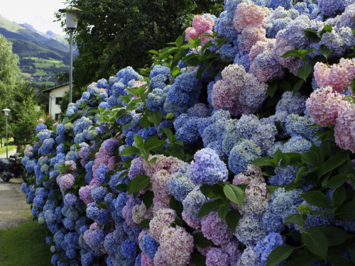 Що посадити біля паркану - фото з відкритих джерел