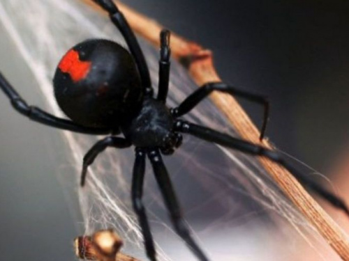 На Днепропетровщине после укуса ядовитого паука ребенок попал в реанимацию