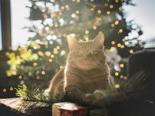 Кіт біля ялинки з вогниками, промені сонця, контроверсійна світло падає на кота - фото з відкритих джерел