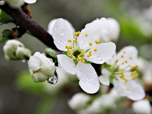 Нестійка весна: детальний прогноз погоди по днях в Україні - фото з відкритих джерел