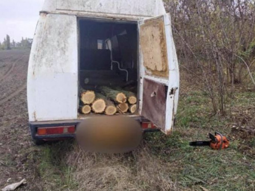 В Криворожском районе задержали дровосека, который срубил почти три десятка акаций