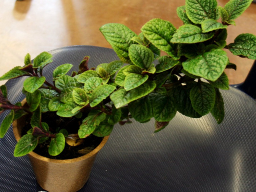 Літня пряність без проблем: поради Монті Дона - фото з відкритих джерел