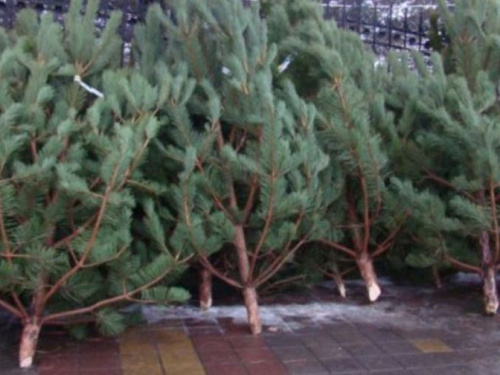 Лесхозы Днепропетровщины готовы к новогодним празникам: сколько будет стоить елка