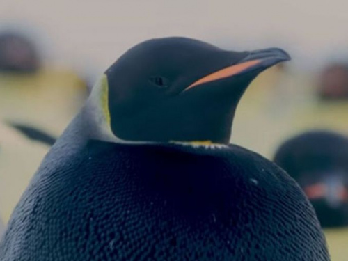 Обнаружен единственный в своем роде черный императорский пингвин (ФОТО+ВИДЕО)