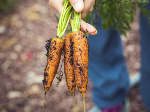 Що зробити, щоб отримати великий врожай моркви: поради городникам