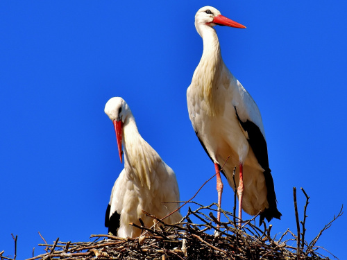 Одарка та Грицик - фото з відкритих джерел