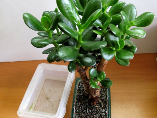 Нефритова рослина: як зберегти здоров’я та красу вашої товстянки - фото з відкритих джерел