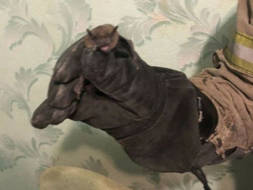 Фото ДСНС Дніпропетровської області