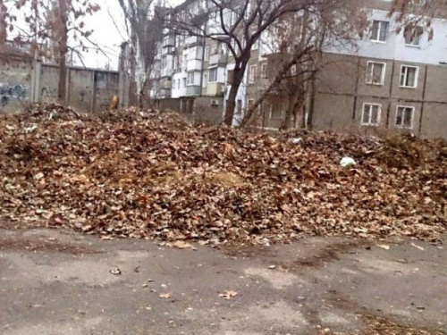 Игра в подкидного: инспекция благоустройства открыла сезон охоты на «лиственных хомяков» Кривого Рога (ТЕЛЕФОН ДОВЕРИЯ)