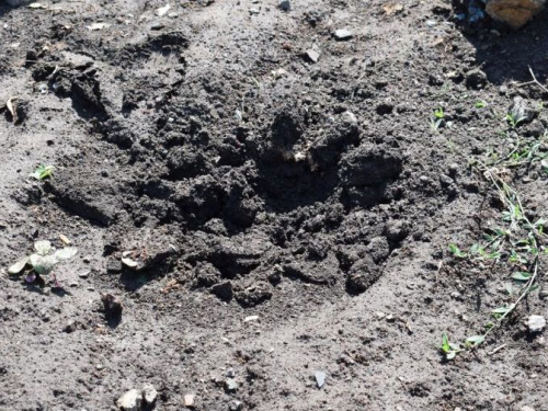 Под Кривым Рогом неизвестные, воспользовавшись последствиями бури, украли туи в центре населенного пункта