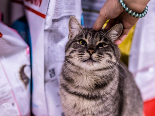 Криворожанка долучилася до «єРобота» та відкрила власний бізнес