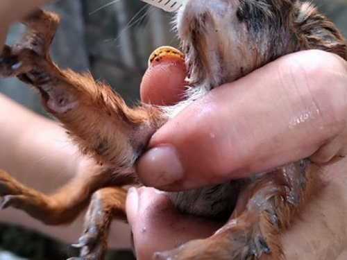 Минутка доброты: в Кривом Роге жители спасли пострадавшего во время бури бельчонка (фото)