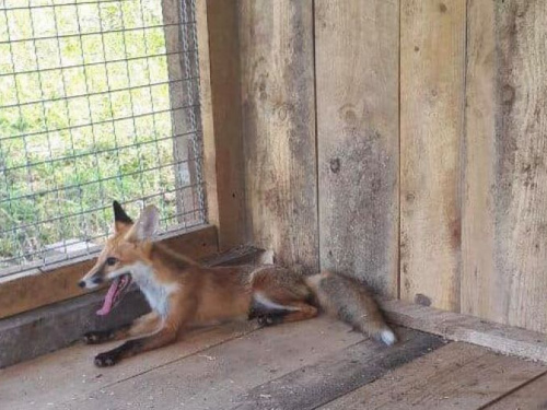 Спасенный в Кривом Роге лисенок адаптируется к новым условиям во Львове