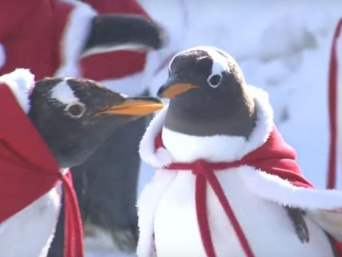 Пингвинов китайского зоопарка нарядили в костюмы Санты (ФОТО+ВИДЕО)