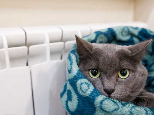 Фото з відкритих джерел