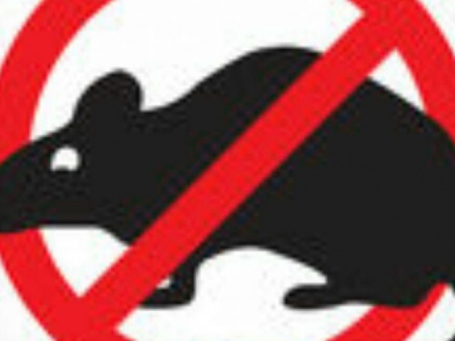 Борьба с крысами в Кривом Роге: как будет проходить и во сколько обойдется