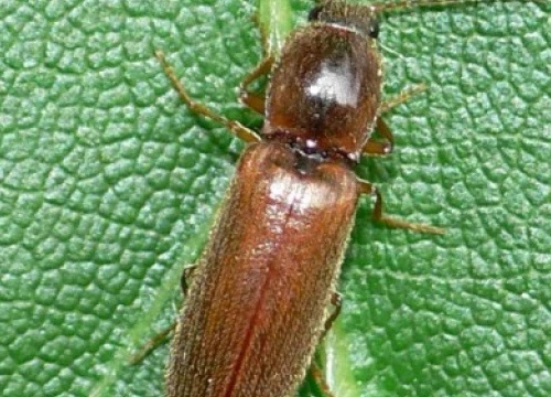 Як зупинити дротяника і врятувати картоплю - фото з відкритих джерел