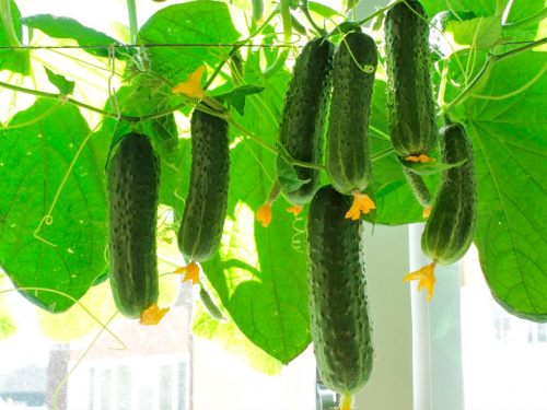 Смачні огірки щодня: практичний гід для садівника - фото з відкритих джерел