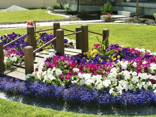 Які квіти обрати для саду, щоб вони не боялись спеки на Криворіжжі