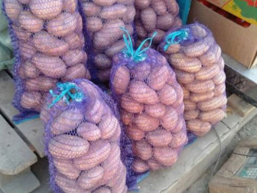 Запасы на зиму: обзор цен на овощи на оптовом рынке Кривого Рога