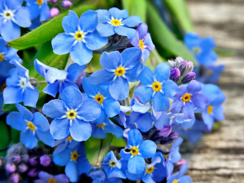 Квітка спогадів: таємниці та символіка незабудки - фото з відкритих джерел