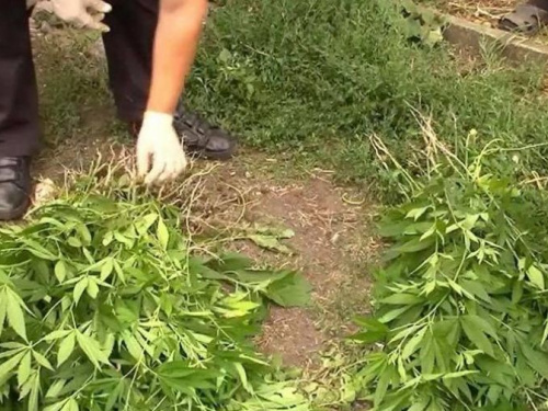 Такой себе садовод: житель Криворожского района засадил свой огород кустами наркотического растения (ФОТО, ВИДЕО)