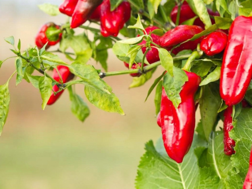 Перець на підвіконні: як отримати врожай у квартирі - фото з відкритих джерел