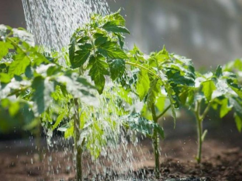 В Кривом Роге установили даты поливного сезона