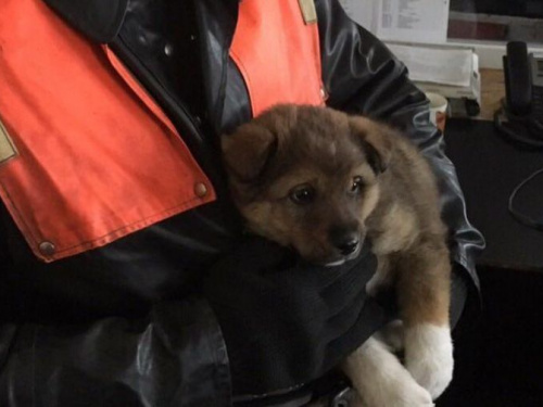 В Кривом Роге спасателей вызвали на помощь ребенку – оказалось, что плакал щенок (фото)