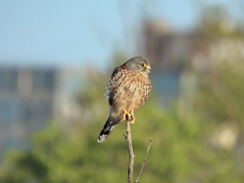Боривітр, фото Ігоря Янчука