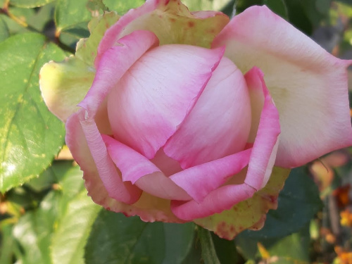 Секрет здорових троянд: крок за кроком осіння обрізка - фото з відкритих джерел