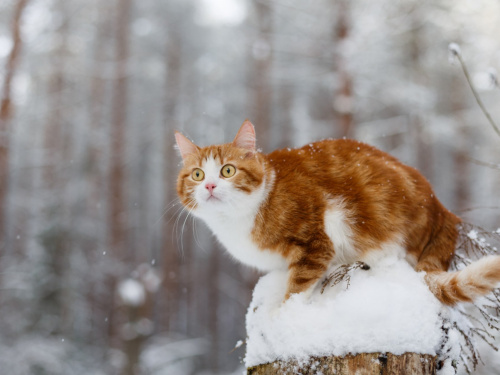 Погода на межі сезонів: чого чекати українцям цього тижня - фото з відкритих джерел