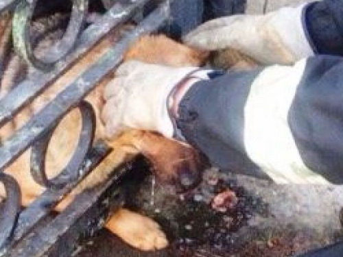 В Днепропетровской области спасатели вызволили застрявшую в ограждении собаку (фото)