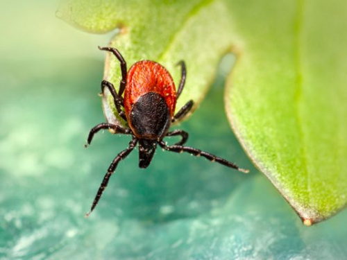 Сезонні загрози, фото з відкритих джерел 