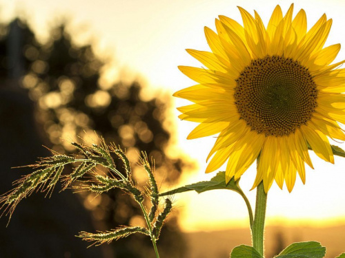 Календар свят липня 2025 - фото з відкритих джерел