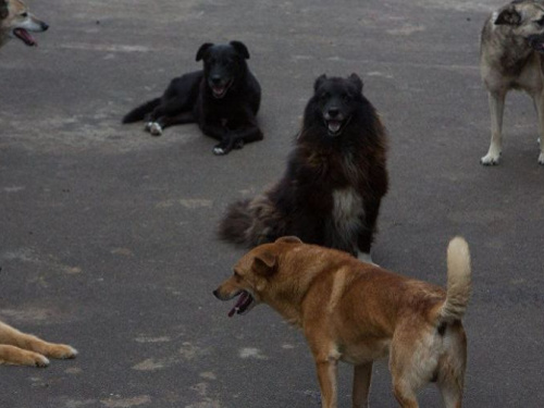 В Кривом Роге жители требуют проводить отлов бездомных собак