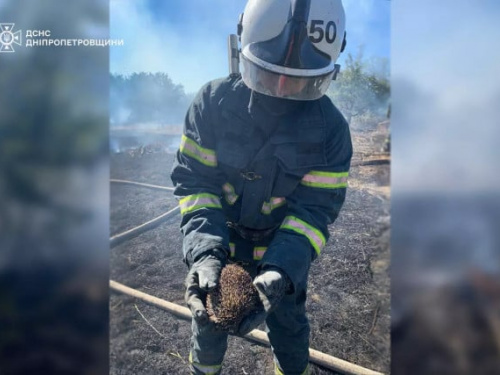 Їжачка винесли з полумʼя: на Дніпропетровщині вогнеборці врятували життя маленькій тваринці