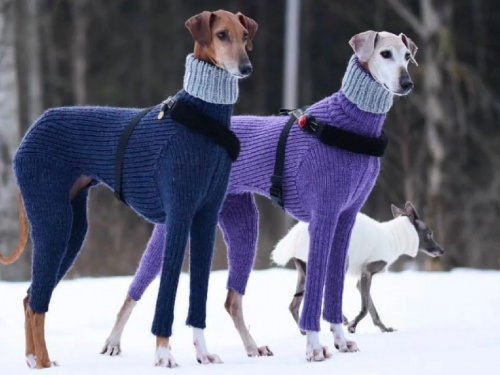 Песики на зимовій прогулянці - фото з відкритих джерел