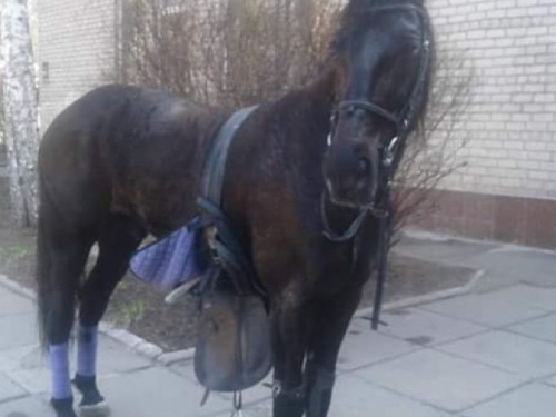 В Кривом Роге на избирательный участок пришел четвероногий гость, которого отправили в полицию (фотофакт)