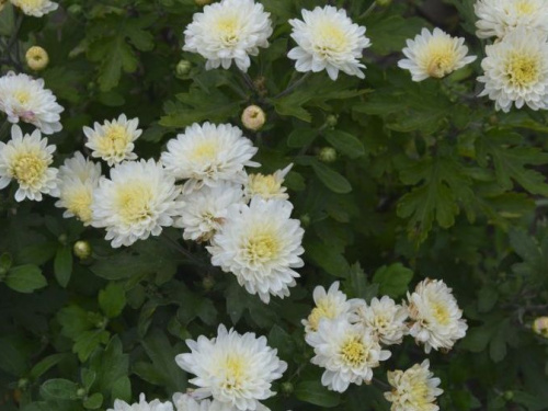 Чудо природы: в Кривом Роге  в связи со сменой климата раньше положенного расцвели хризантемы (фото)